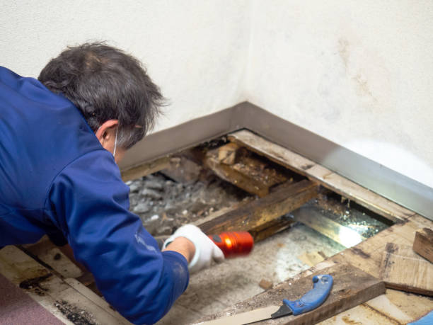 Best Mold Removal Near Me  in Ellaville, GA