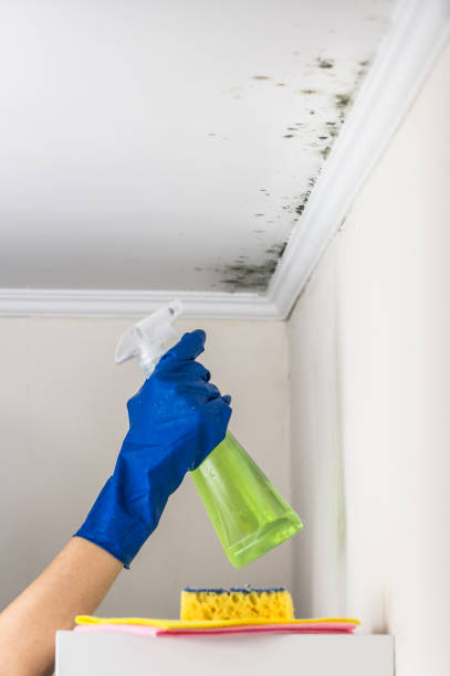 Best Home Mold Removal  in Ellaville, GA