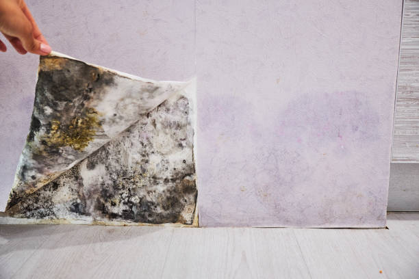 Best Local Mold Removal Service  in Ellaville, GA